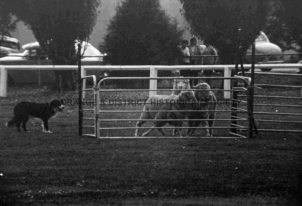 Molong sheep dog trials