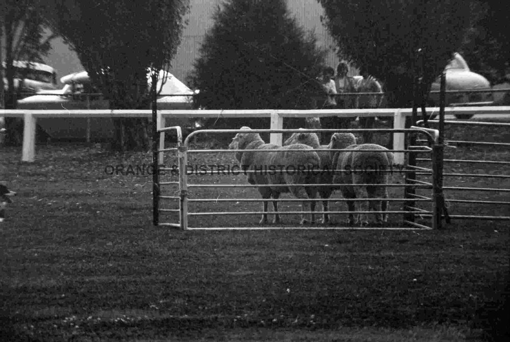 Molong sheep dog trials