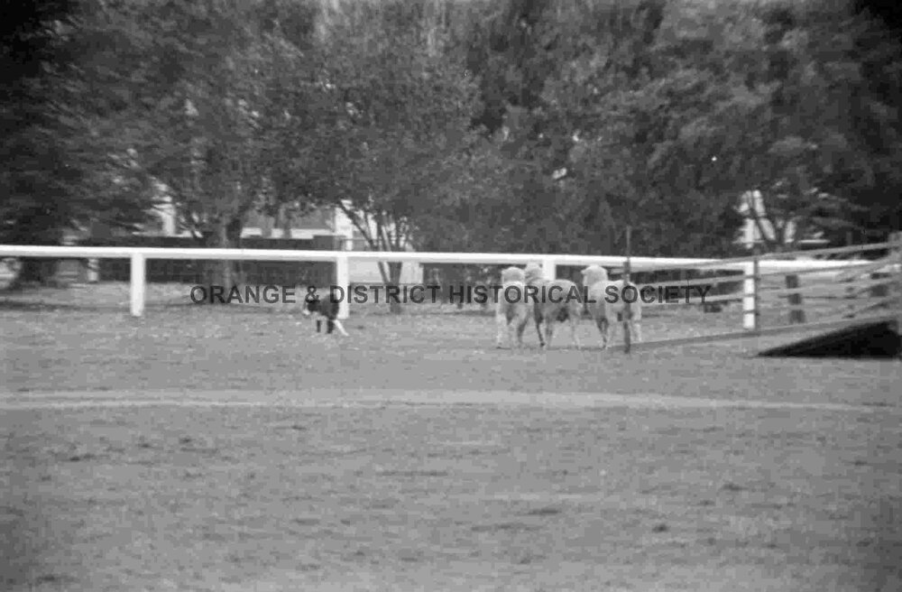 Molong sheep dog trials
