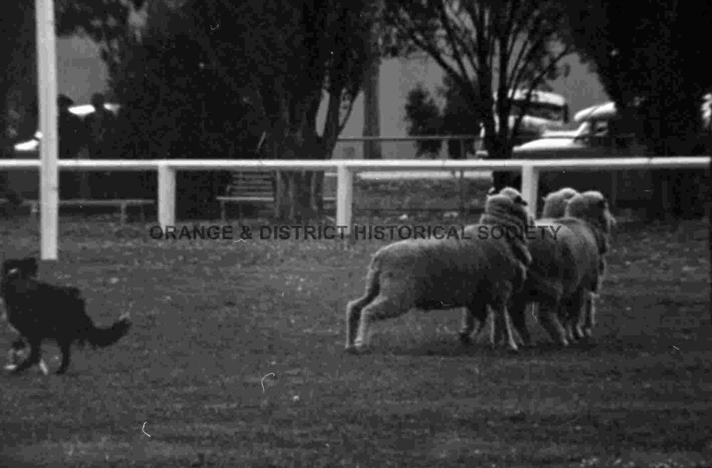 Molong sheep dog trials