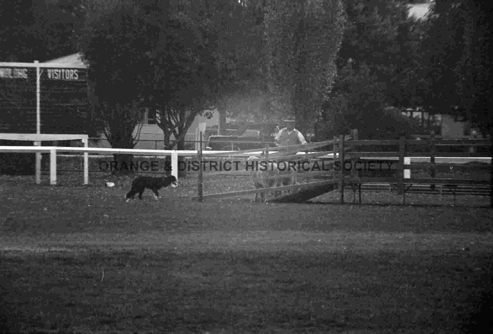 Molong sheep dog trials