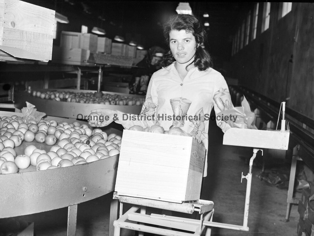 Miss Nina Squires packing apples