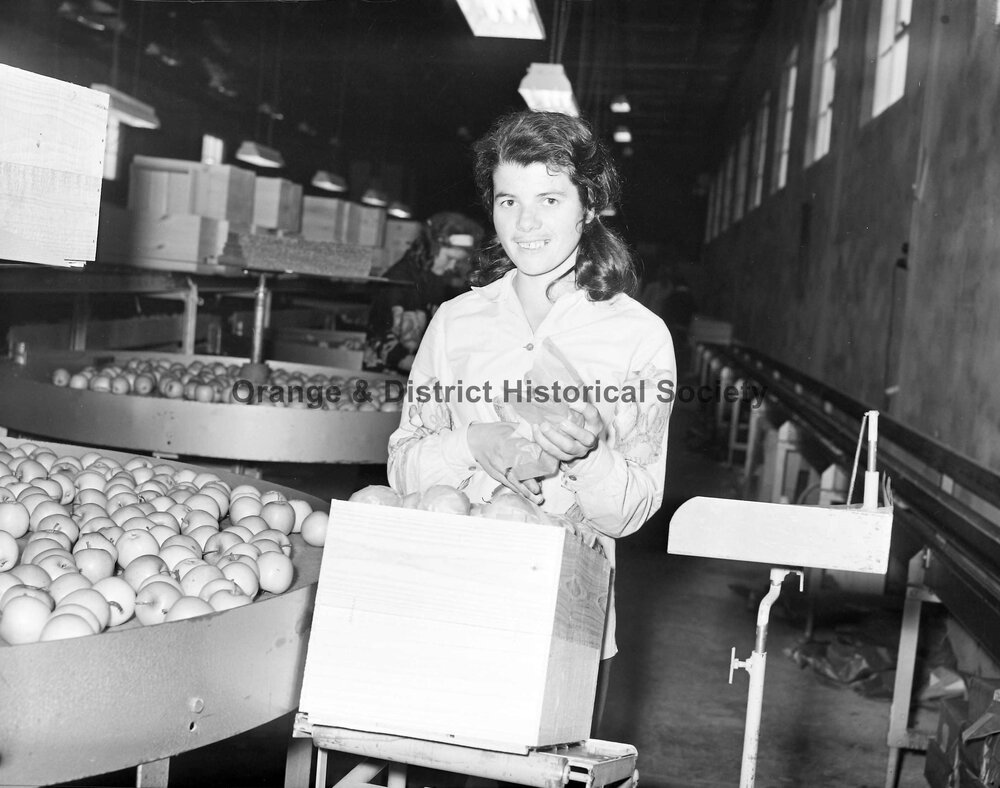 Miss Nina Squires packing apples