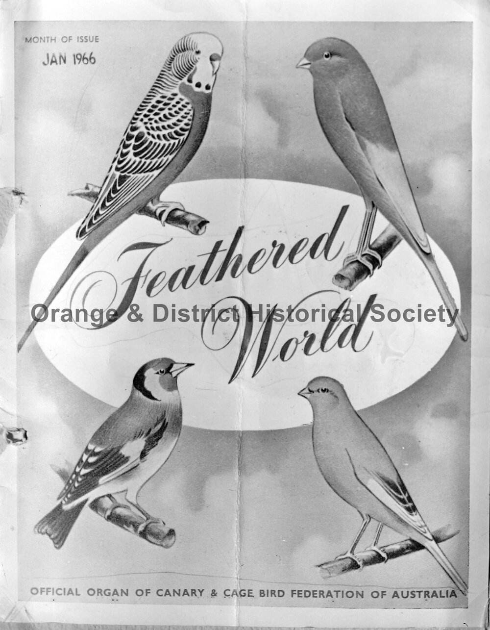 Copy Feathered World poster for Mrs Naylor