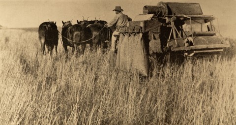 Harvesting wheat