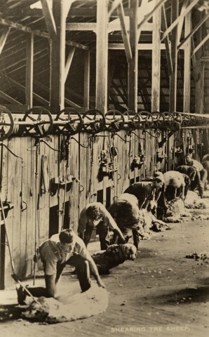 Shearing the sheep