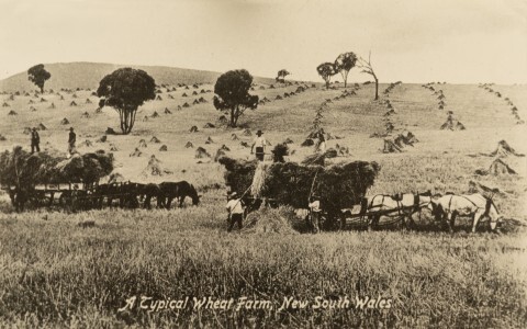 A Typical Wheat Farm