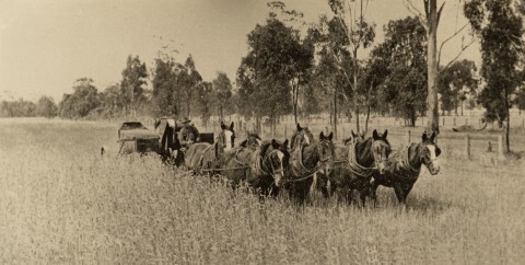 Stripping a wheat crop