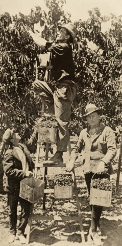Cherry pickers, Orange district