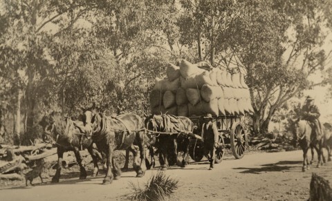Horse team with wool bales