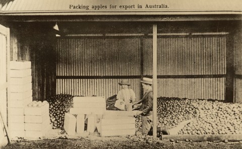 Packing apples