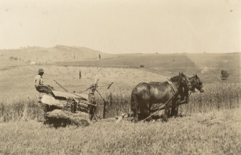 Mr Gander harvesting a crop