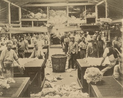 Wool sorting shed