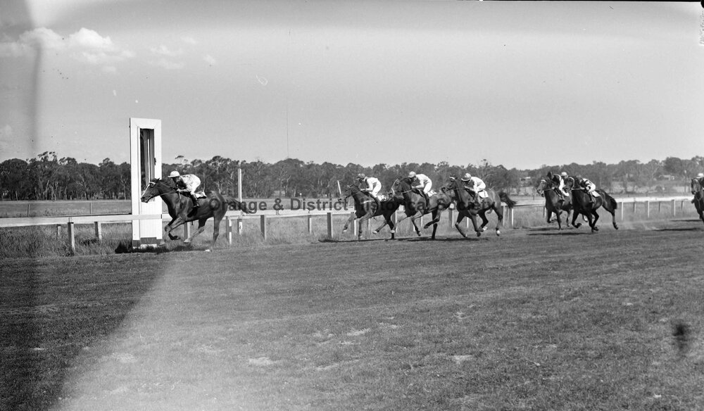 New Year's Day race meeting