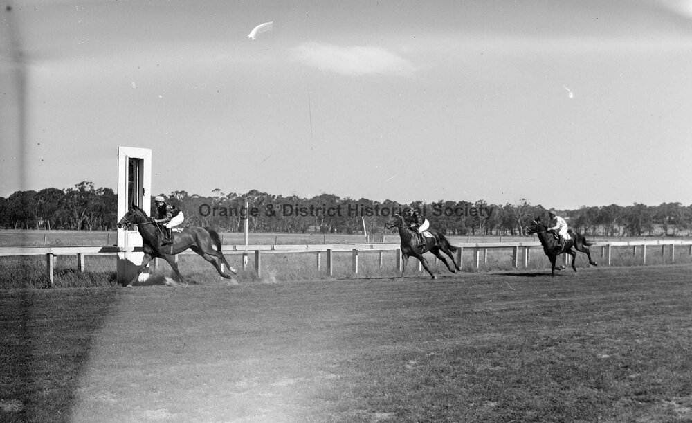 New Year's Day race meeting