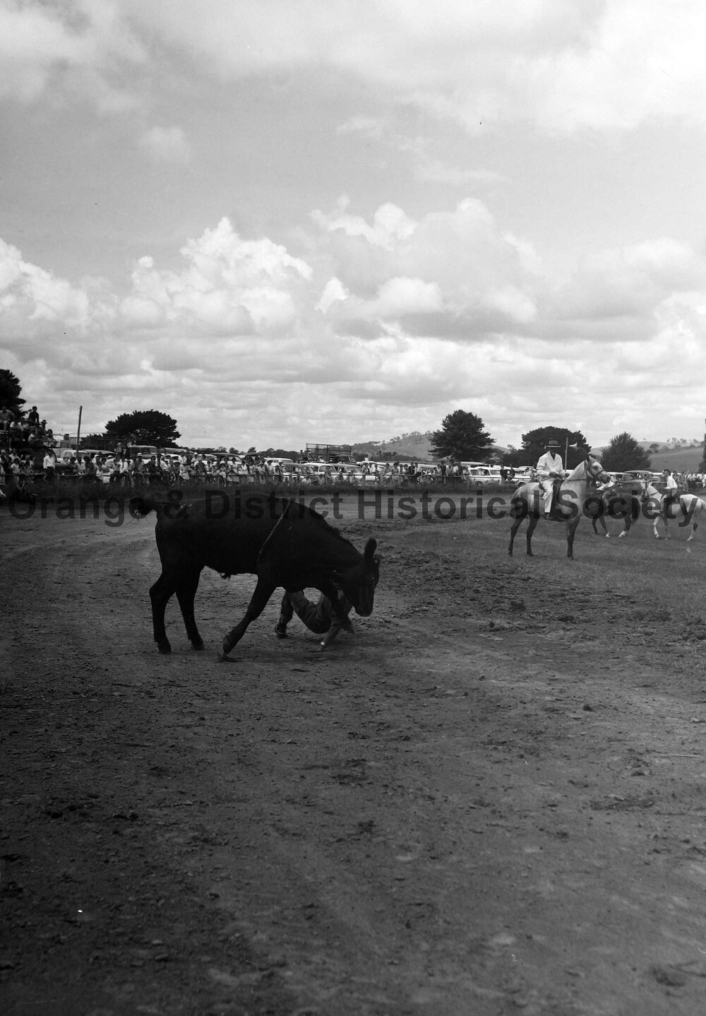 Bushman's Carnival