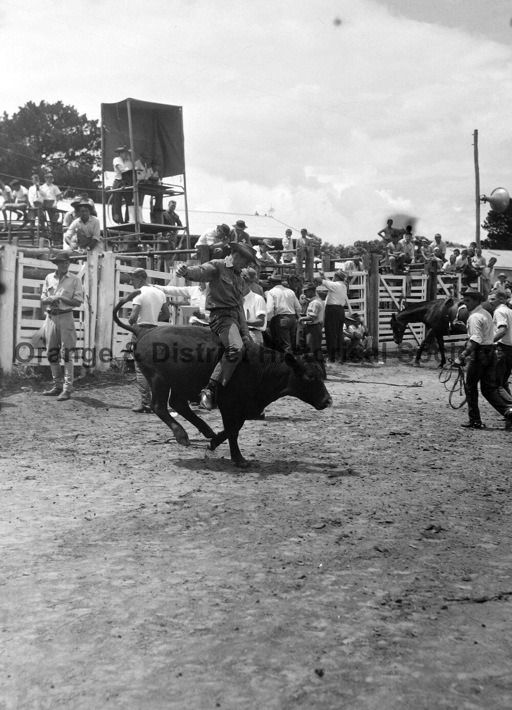 Bushman's Carnival