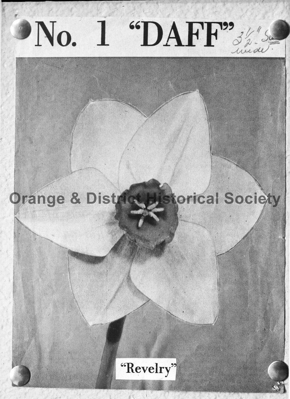 Copy daffodil