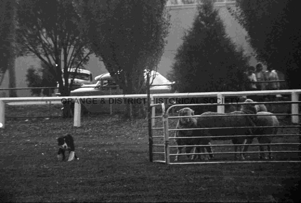 Molong sheep dog trials