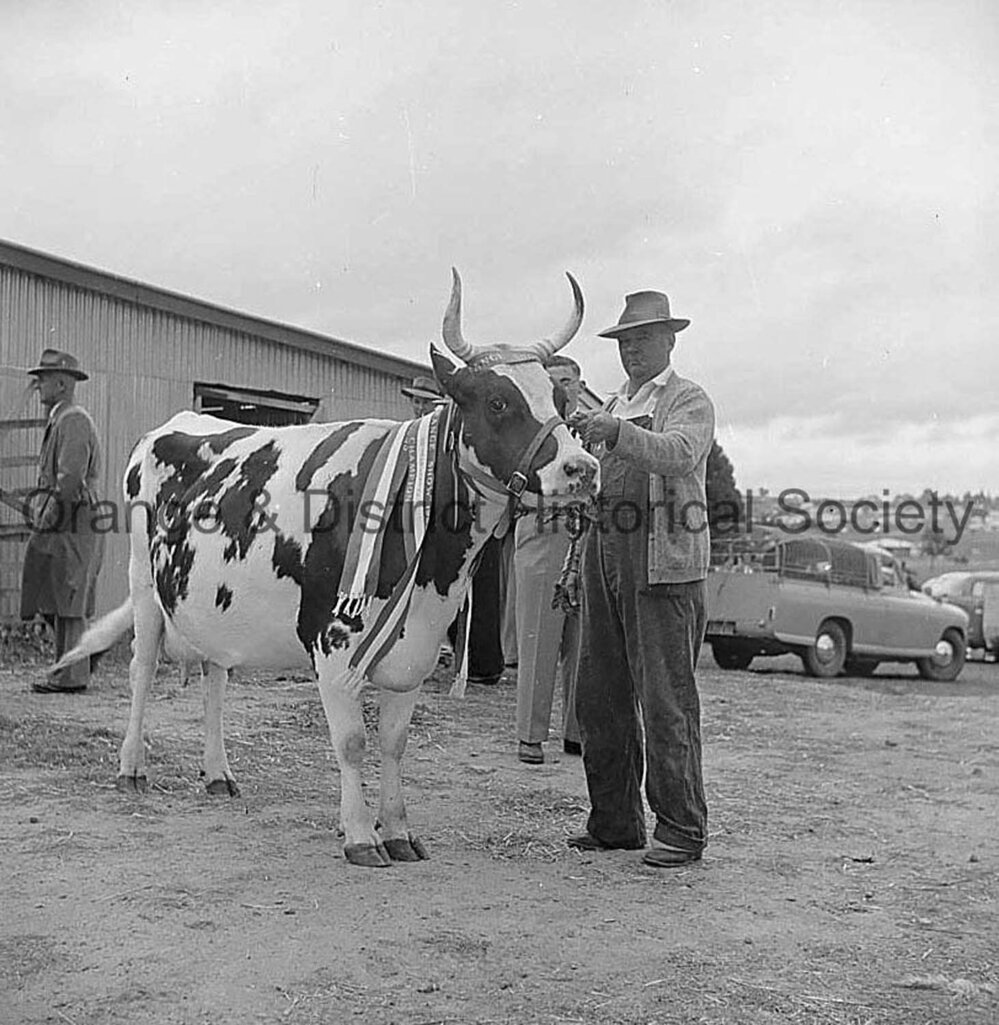Cattle at Orange Show