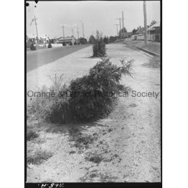 Scene in Clinton Street, broken trees