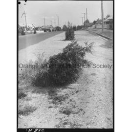 Scene in Clinton Street, broken trees