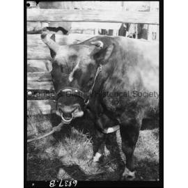 Molong Show