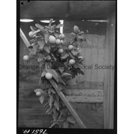 Mr Herb Mayfield's lemon tree