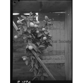 Mr Herb Mayfield's lemon tree