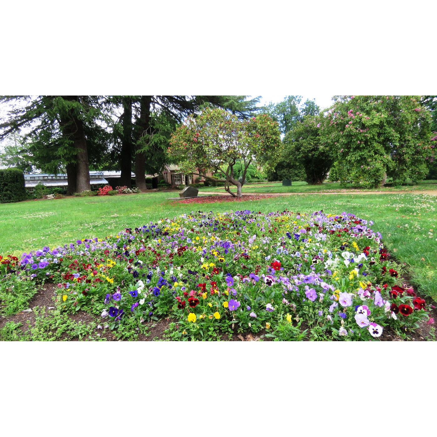 Cook Park, Orange in Bloom