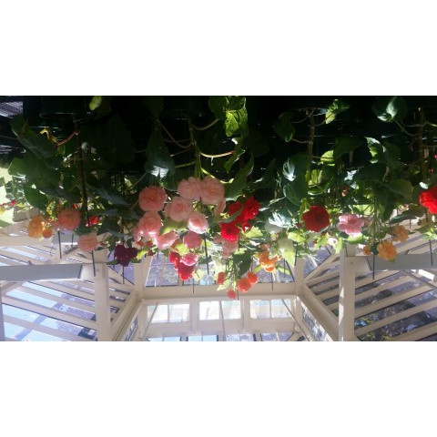 Begonia House, Cook Park, Orange