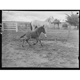 A cross between a Shetland pony and donkey at John Sharpe's Willow Wood