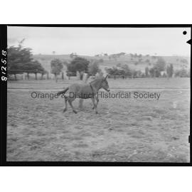 A cross between a Shetland pony and donkey at John Sharpe's Willow Wood