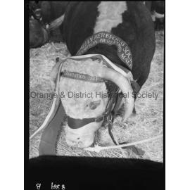 Blayney Show