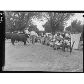 Blayney Show