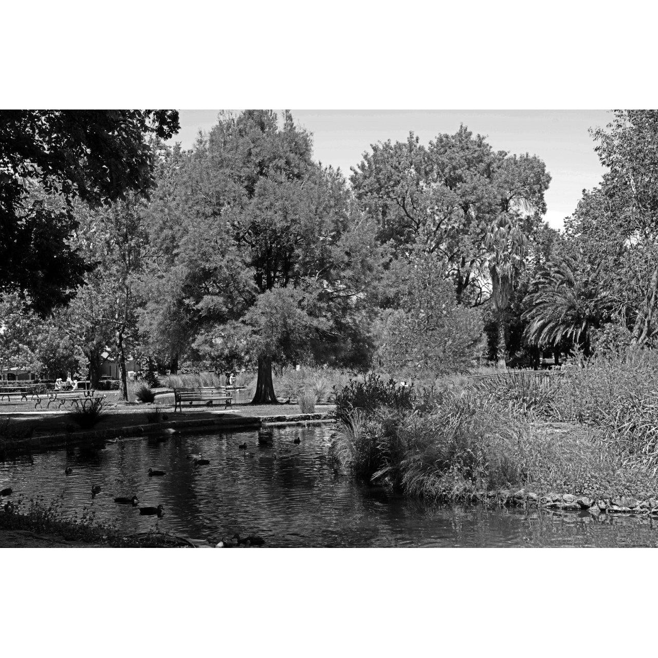 Duck Pond, Cook Park, Orange