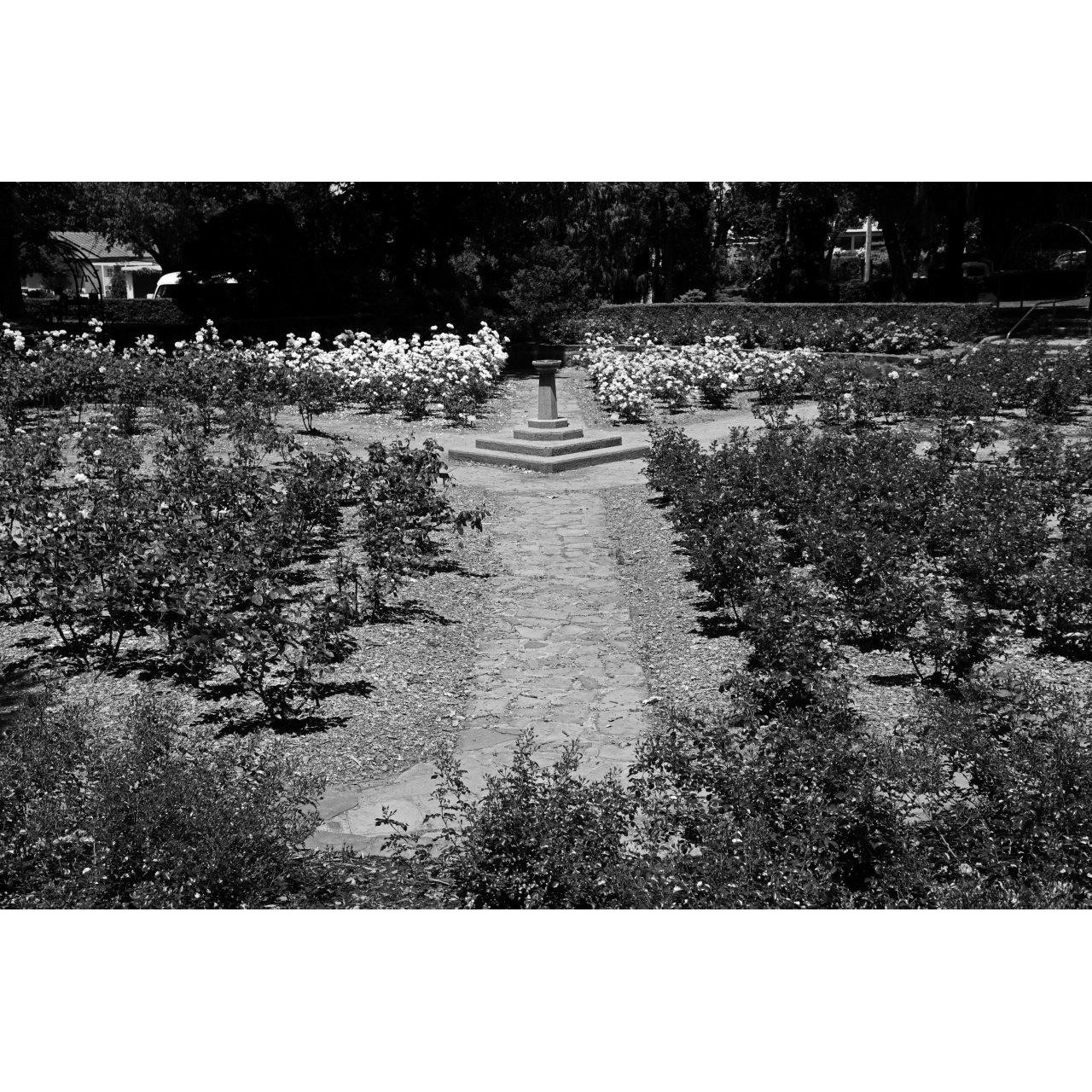 Frank Mulholland Memorial Garden, Cook Park, Orange