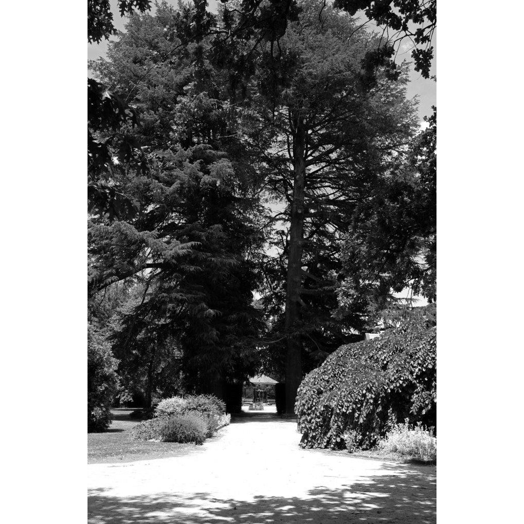 Deodar Cedars, Cook Park, Orange