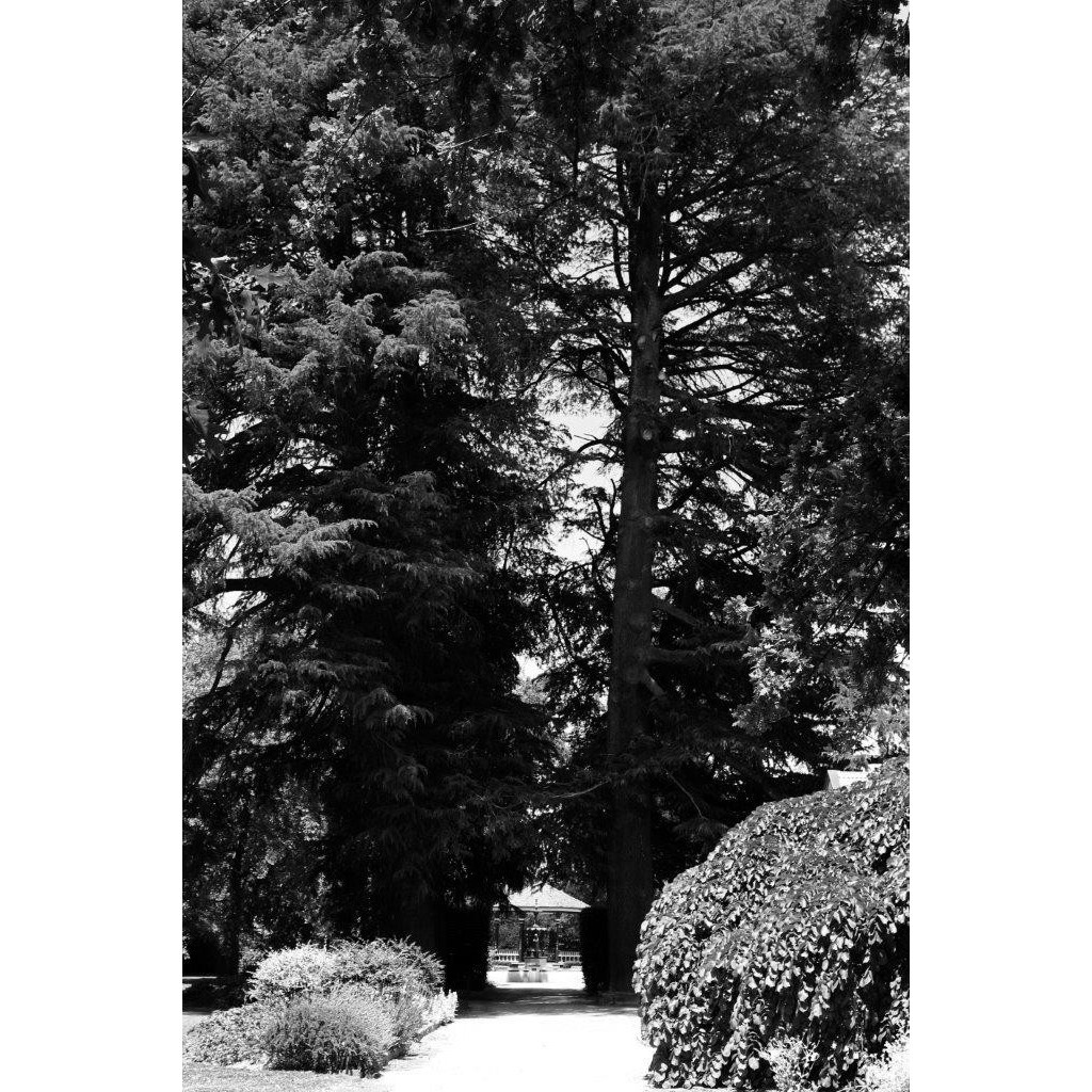 Deodar Cedars, Cook Park, Orange