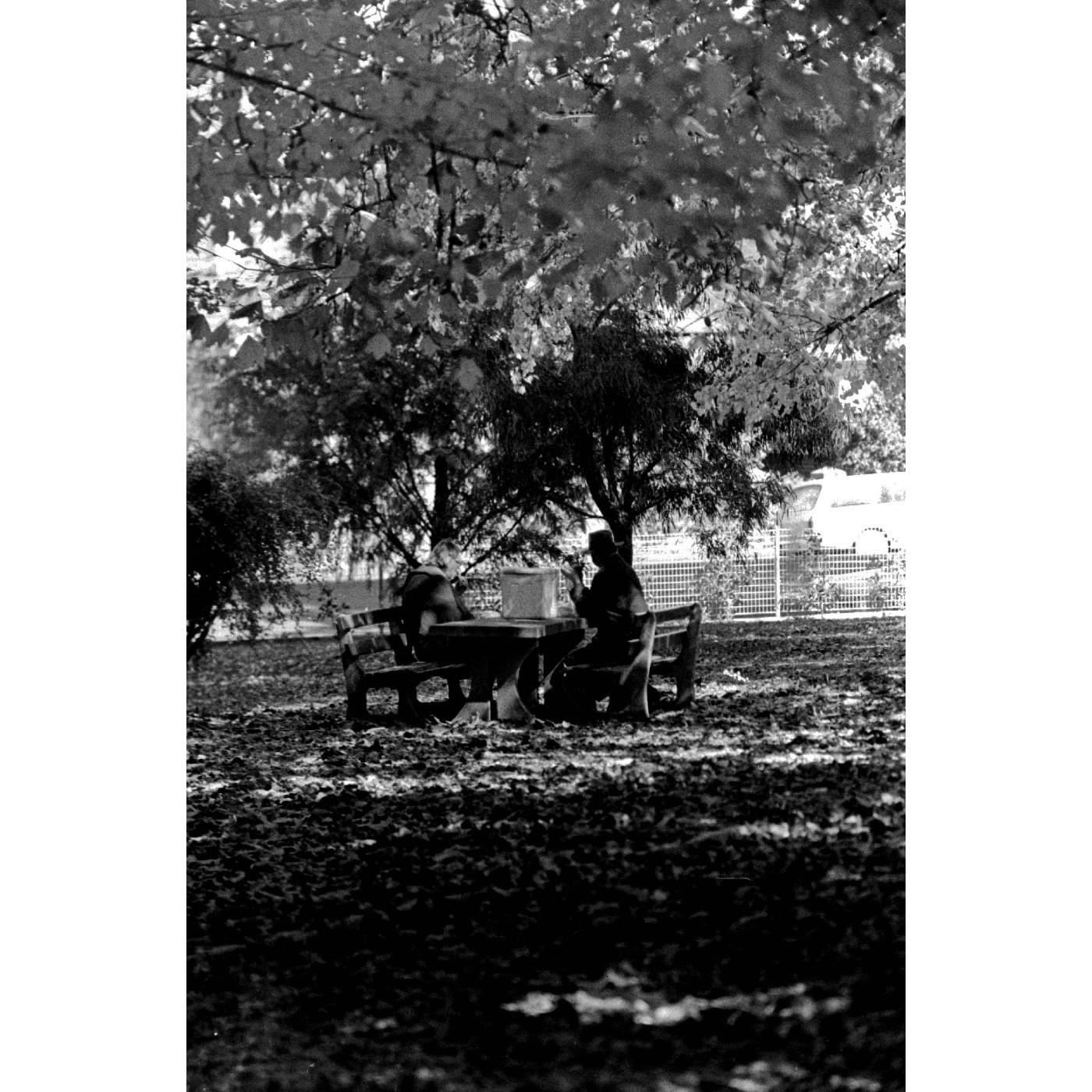 Picnic table, Cook Park, Orange