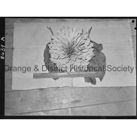 Large dahlia