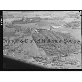 Aerial view of McClymont's orchard