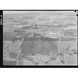 Aerial view of McClymont's orchard