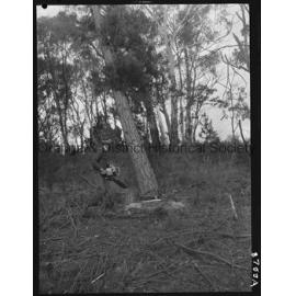 Culling timber at Lake Canobolas pine forest