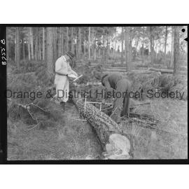 Culling timber at Lake Canobolas pine forest