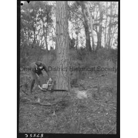 Culling timber at Lake Canobolas pine forest