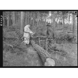 Culling timber at Lake Canobolas pine forest