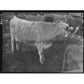 Bullock at saleyards