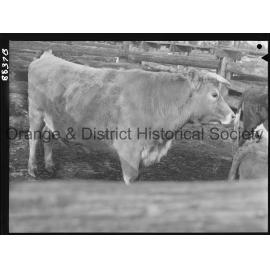 Bullock at saleyards