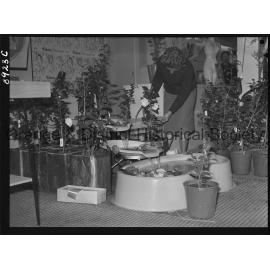 Camellia Show